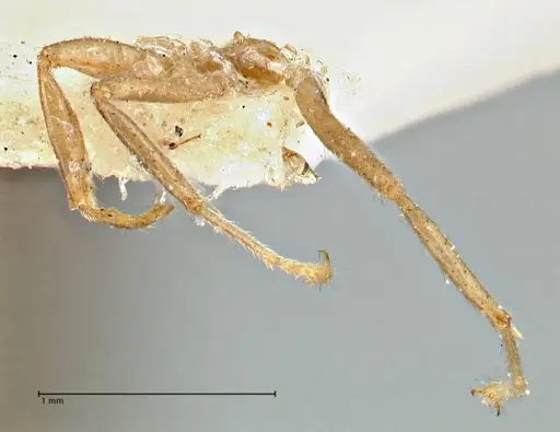 Azteca trailii - FOCOL2972