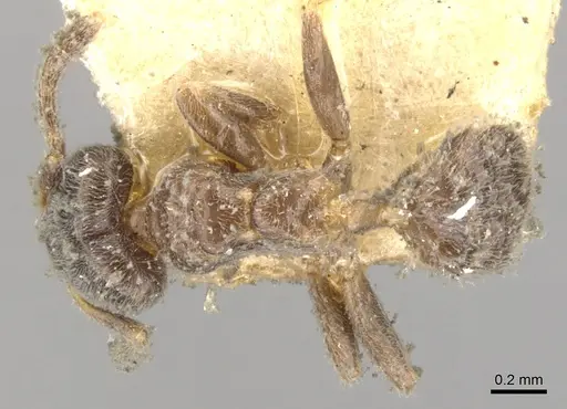 Azteca trianguliceps specimen