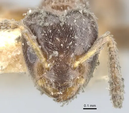 Azteca trianguliceps specimen