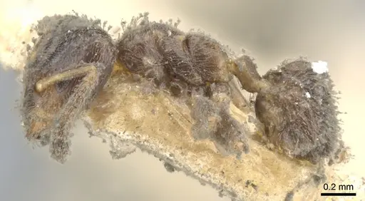 Azteca trianguliceps specimen