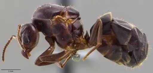 Azteca trigona specimen