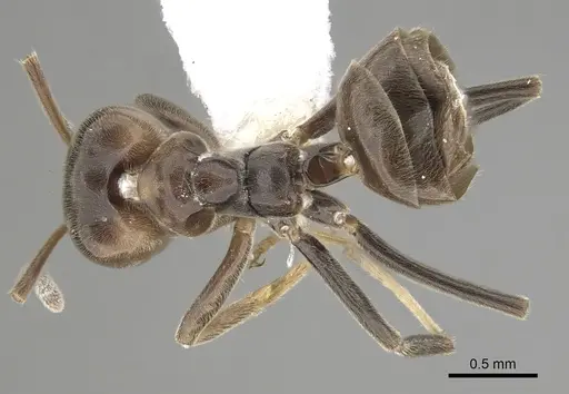 Azteca trigona - CASENT0249553