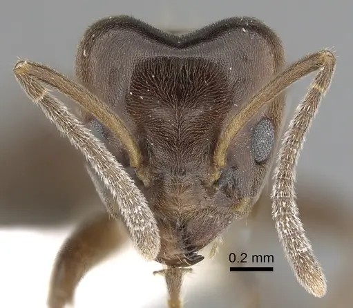 Azteca trigona - CASENT0249553