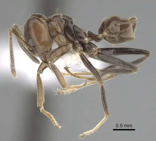 Azteca trigona - CASENT0249553