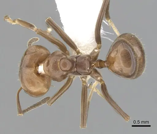 Azteca trigona - CASENT0249554