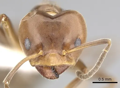 Azteca trigona - CASENT0249554