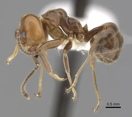 Azteca trigona - CASENT0249554