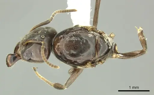 Azteca trigona - CASENT0249599