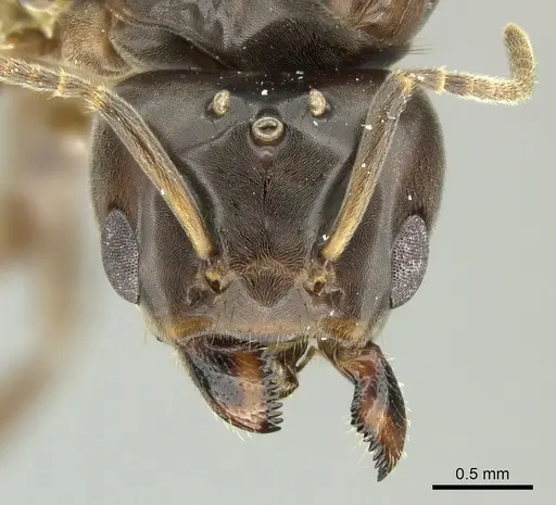 Azteca trigona - CASENT0249599