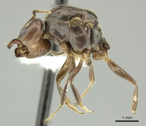 Azteca trigona - CASENT0249599