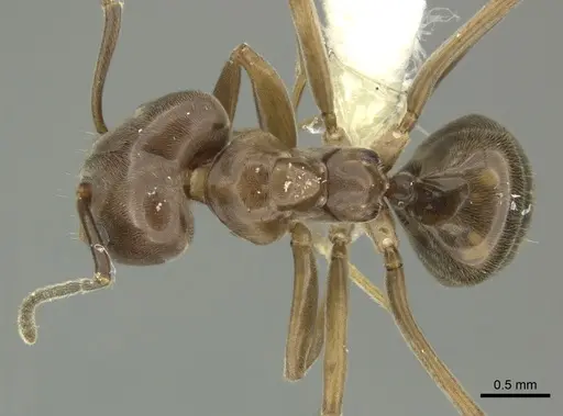 Azteca trigona - CASENT0619170