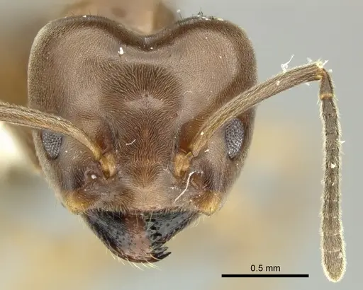 Azteca trigona - CASENT0619170