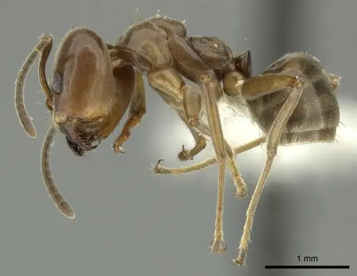 Azteca trigona - CASENT0619170