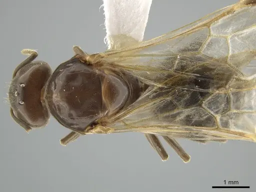 Azteca trigona - CASENT0635937