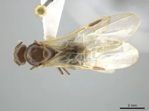 Azteca trigona - CASENT0635937