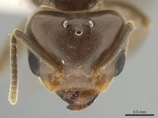 Azteca trigona - CASENT0635937