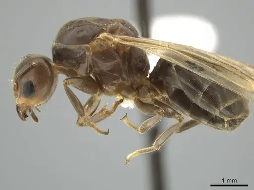 Azteca trigona - CASENT0635937