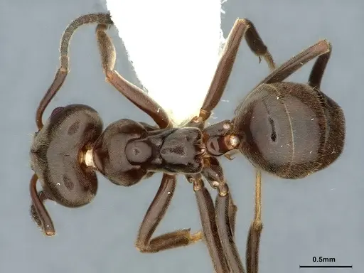 Azteca trigona - CASENT0886037