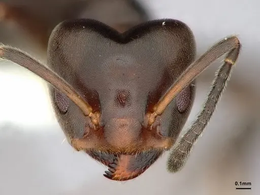 Azteca trigona - CASENT0886037