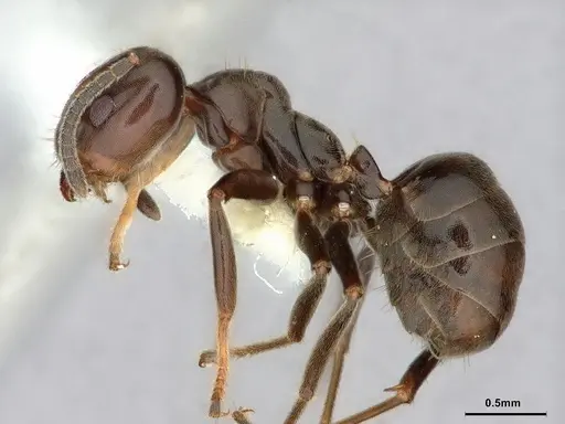 Azteca trigona - CASENT0886037