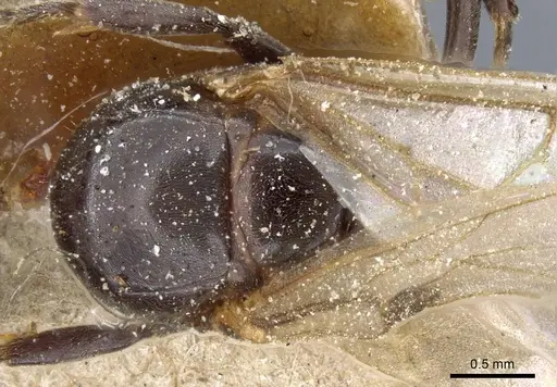 Azteca trigona - CASENT0905108