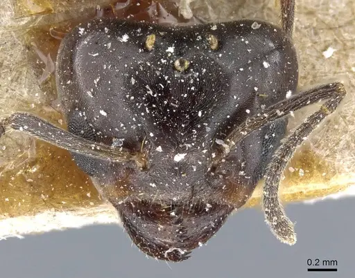 Azteca trigona - CASENT0905108