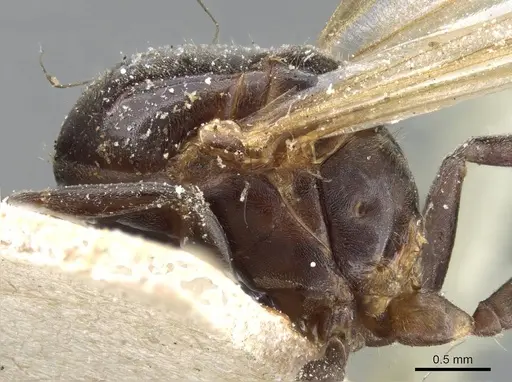 Azteca trigona - CASENT0905108