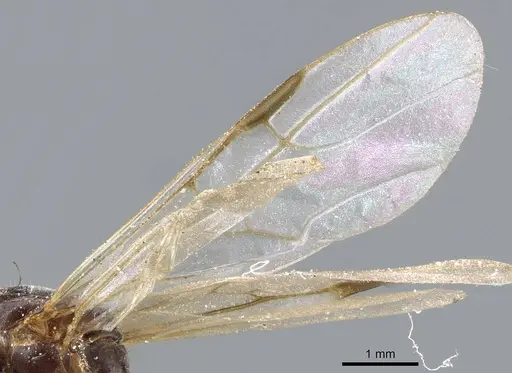 Azteca trigona - CASENT0905108