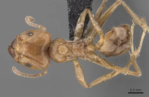 Azteca trigona - CASENT0909685