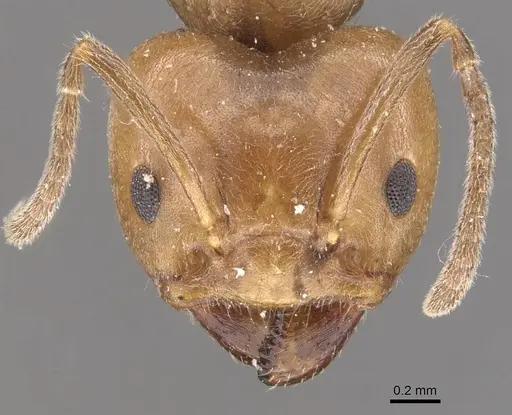 Azteca trigona - CASENT0909685