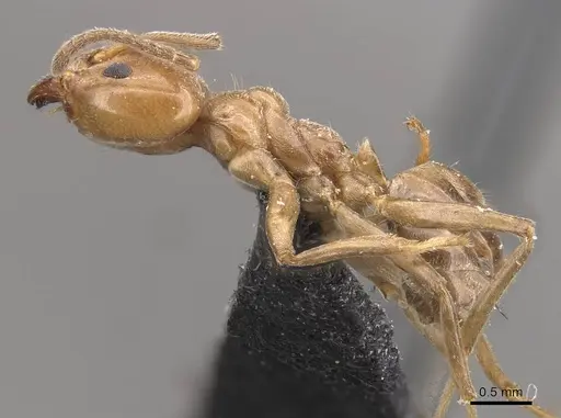 Azteca trigona - CASENT0909685