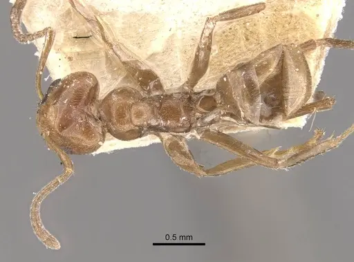 Azteca trigona - CASENT0909686