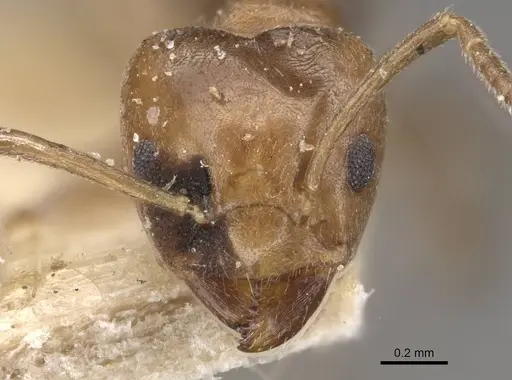 Azteca trigona - CASENT0909686