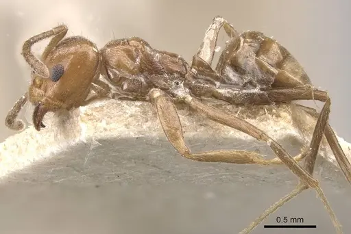 Azteca trigona - CASENT0909686