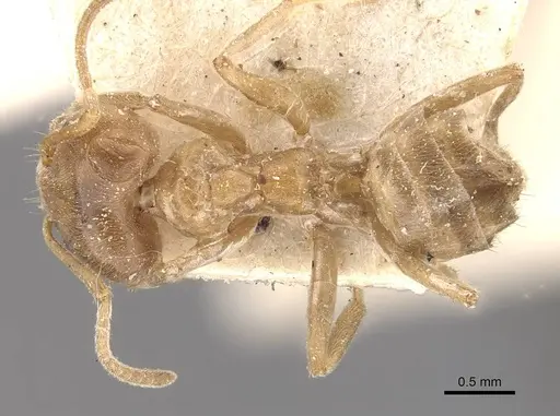 Azteca trigona - CASENT0909687