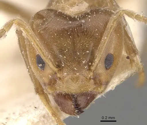 Azteca trigona - CASENT0909687