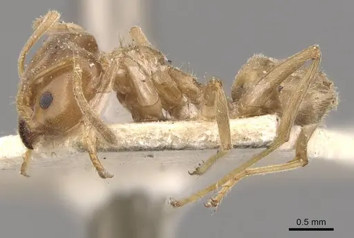 Azteca trigona - CASENT0909687