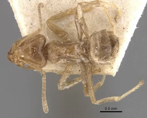 Azteca trigona - CASENT0909688