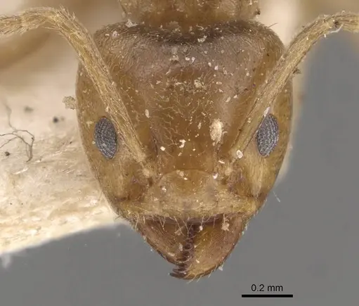 Azteca trigona - CASENT0909688