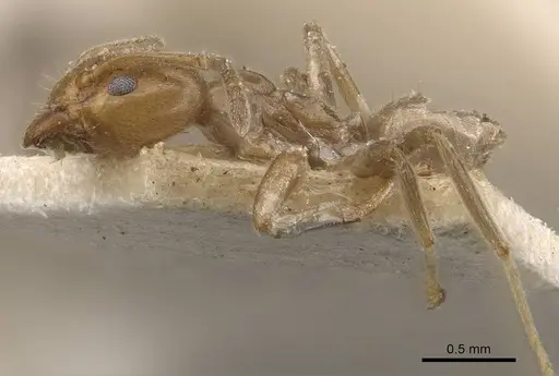 Azteca trigona - CASENT0909688