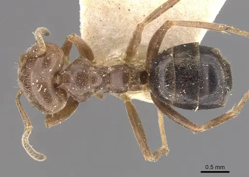 Azteca trigona - CASENT0909689