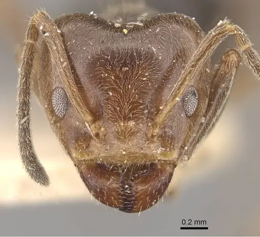 Azteca trigona - CASENT0909689