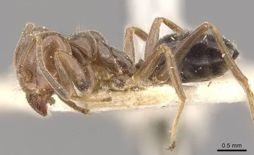 Azteca trigona - CASENT0909689