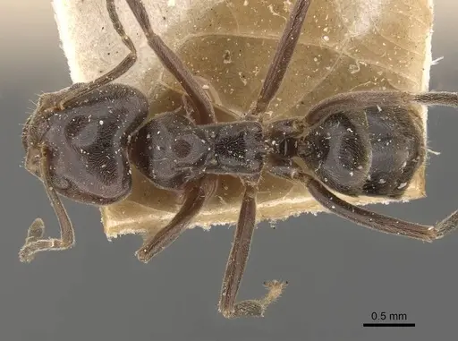 Azteca trigona - CASENT0909690