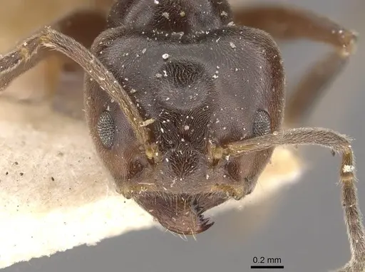 Azteca trigona - CASENT0909690