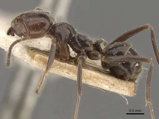 Azteca trigona - CASENT0909690