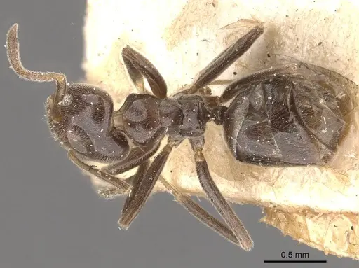 Azteca trigona - CASENT0909691