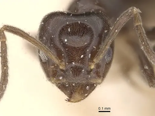 Azteca trigona - CASENT0909691