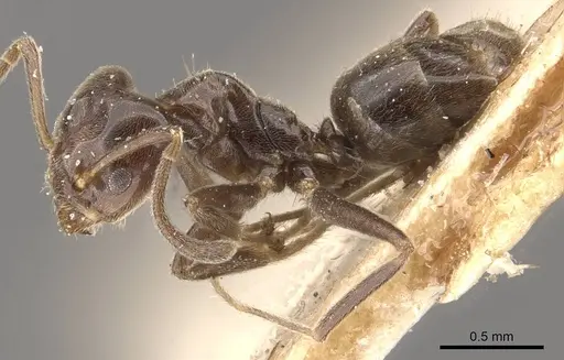 Azteca trigona - CASENT0909691