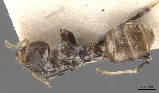 Azteca trigona - CASENT0909692